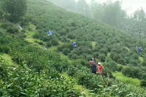水墨汀溪之汀溪兰香，科技带动茶产业发展